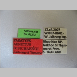 Aenictus sonchaengi Jaitrong et Yamane, 2013 label