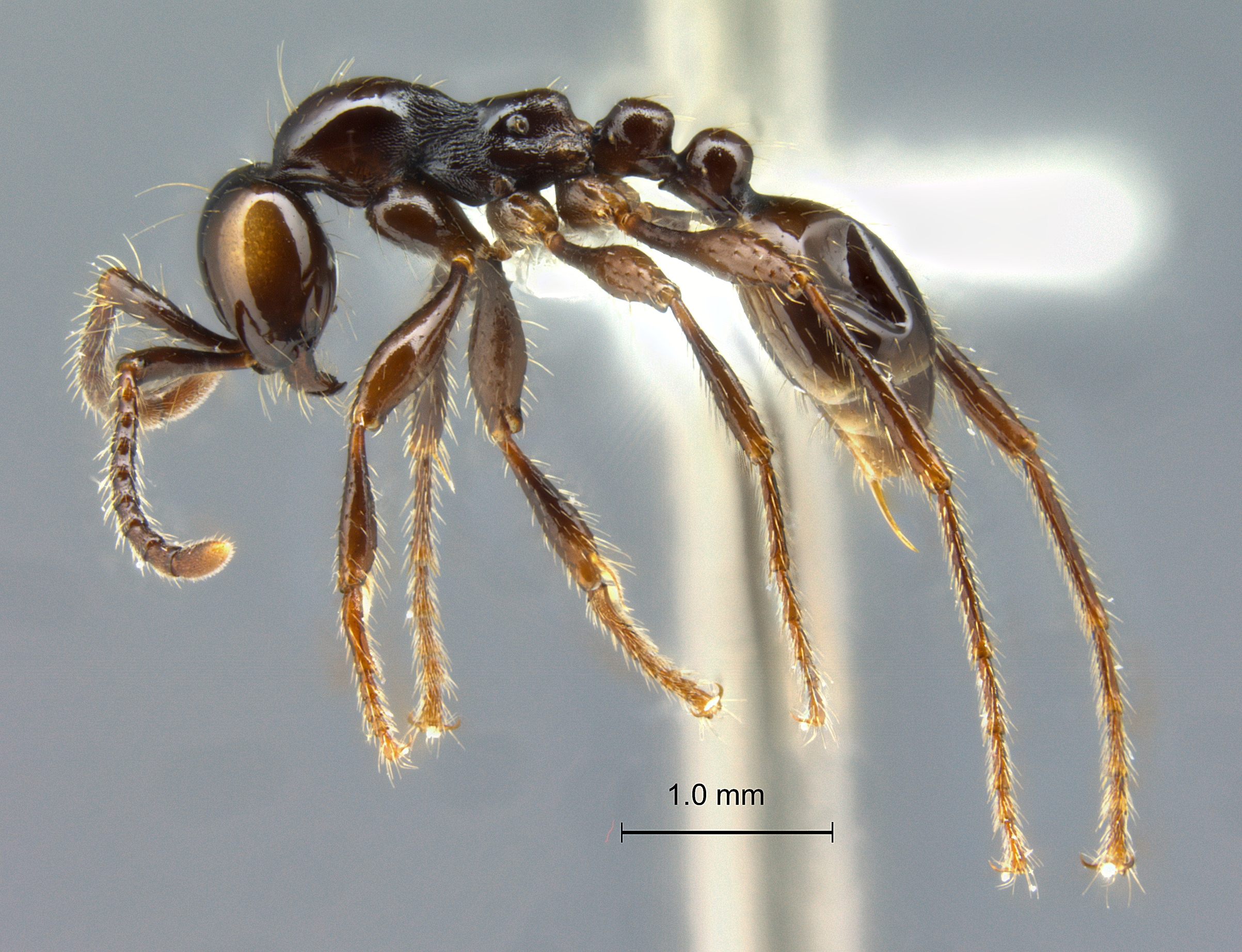 Aenictus sonchaengi lateral
