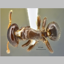 Cladomyrma scopulosa Eguchi & Bui, 2006 dorsal