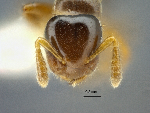 Cladomyrma sirindhornae frontal