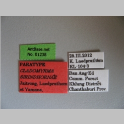 Cladomyrma sirindhornae Jaitrong et al., 2013 label