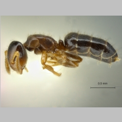 Cladomyrma sirindhornae Jaitrong et al., 2013 lateral