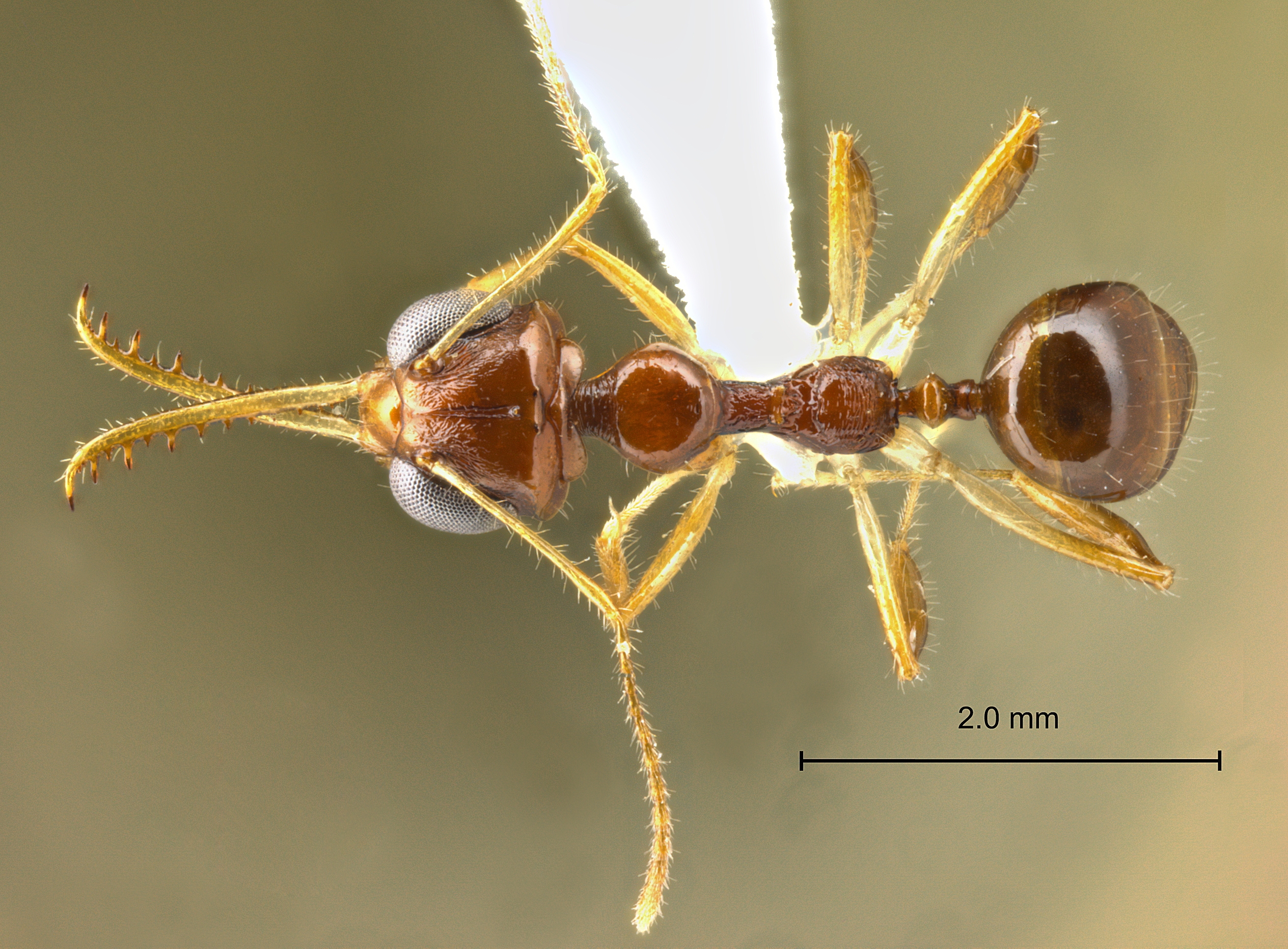 Myrmoteras cf. cuneonodum dorsal