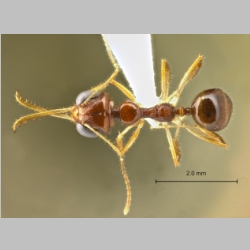 Myrmoteras cf. cuneonodum Xu, 1998 dorsal