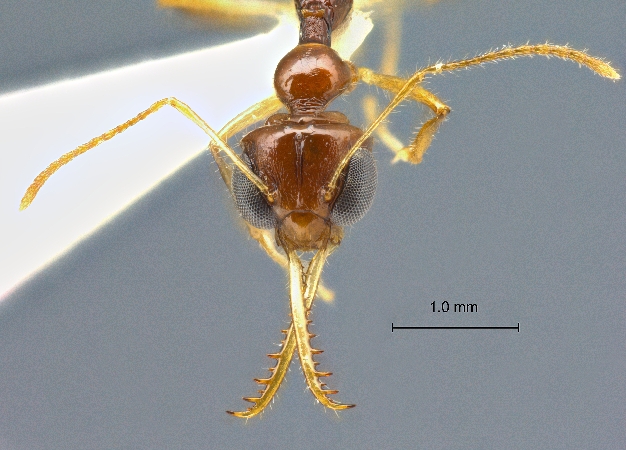 Myrmoteras cf. cuneonodum frontal