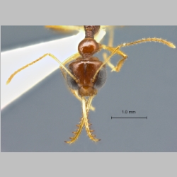 Myrmoteras cf. cuneonodum Xu, 1998 frontal