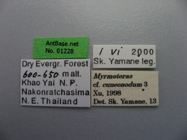 Myrmoteras cf. cuneonodum label