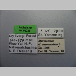 Myrmoteras cf. cuneonodum Xu, 1998 label