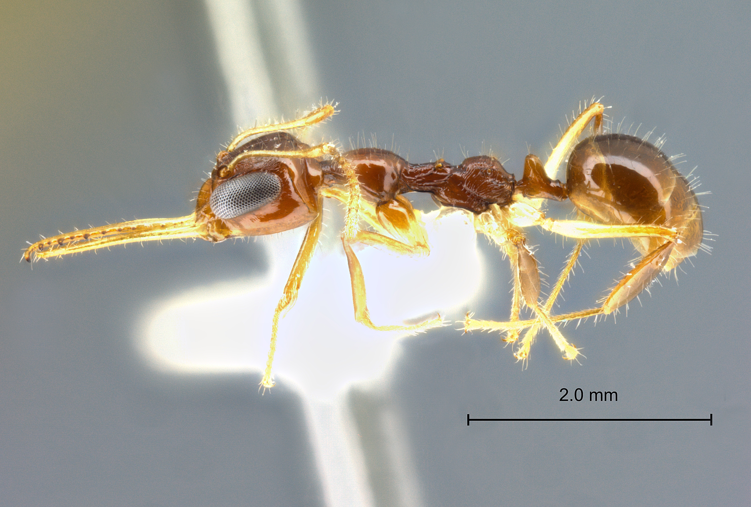 Myrmoteras cf. cuneonodum lateral