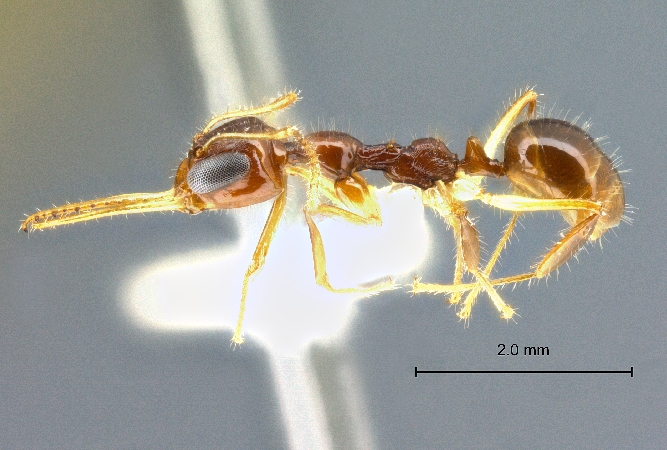 Myrmoteras cf. cuneonodum lateral