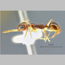 Myrmoteras cf. cuneonodum Xu, 1998 lateral