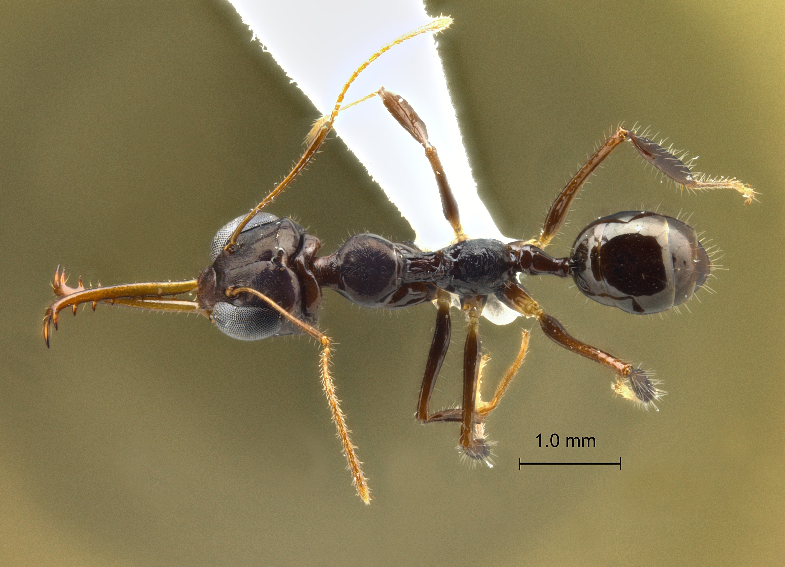 Myrmoteras concolor dorsal