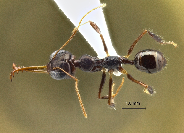 Myrmoteras concolor dorsal