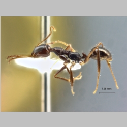 Myrmoteras concolor Bui et al., 2013 lateral