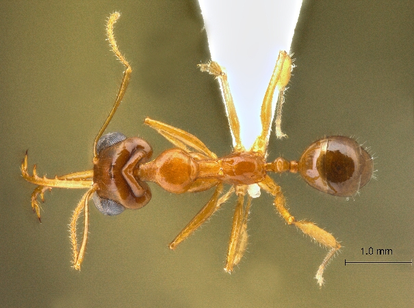 Myrmoteras jaitrongi dorsal