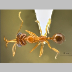 Myrmoteras jaitrongi Bui et al., 2013 dorsal