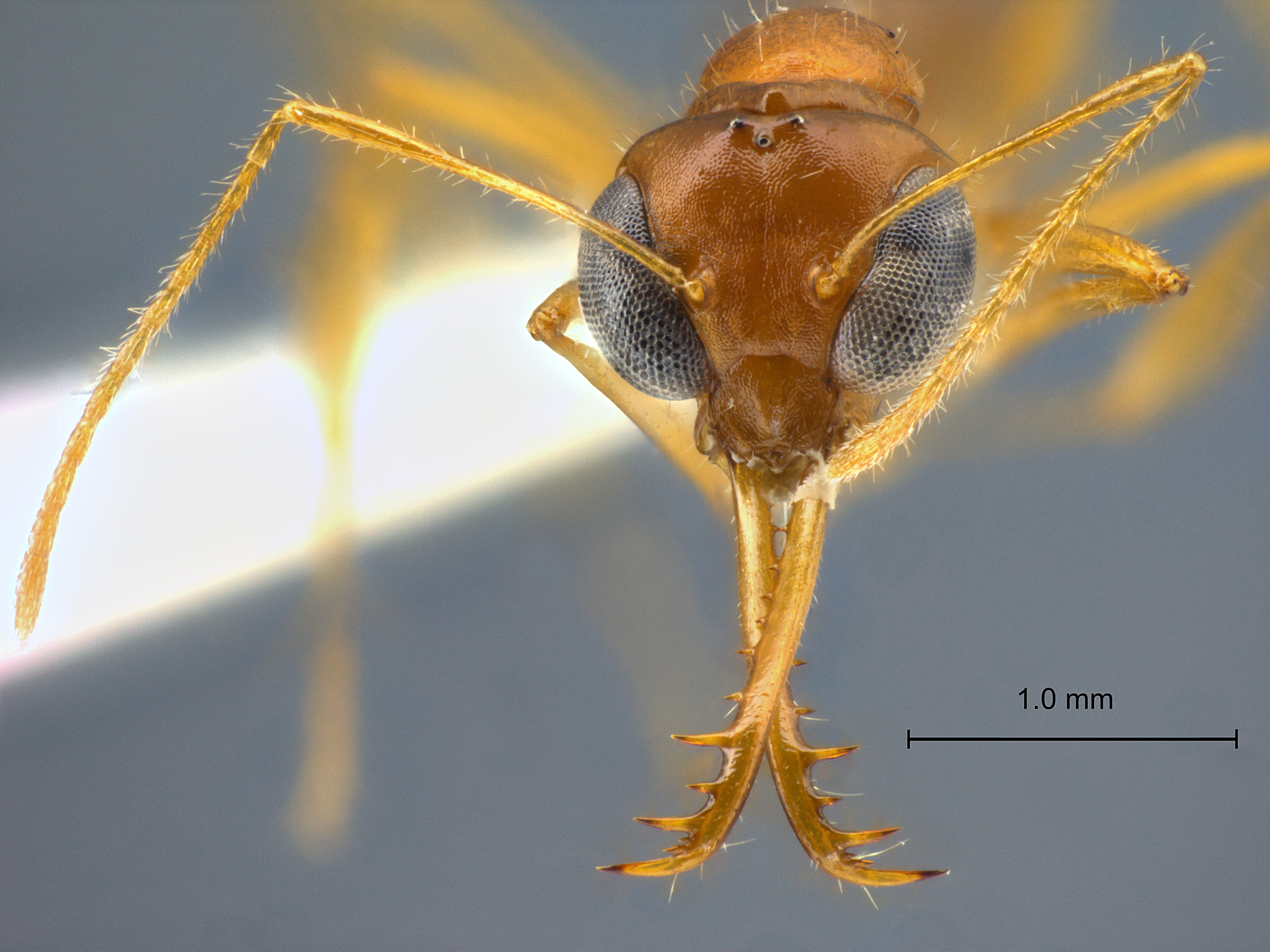 Myrmoteras jaitrongi frontal