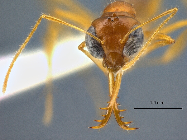 Myrmoteras jaitrongi frontal