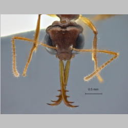 Myrmoteras opalinum Bui et al., 2013 frontal