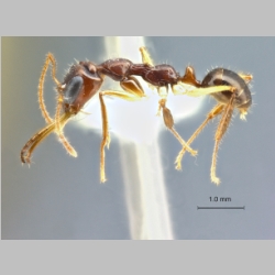 Myrmoteras opalinum Bui et al., 2013 lateral