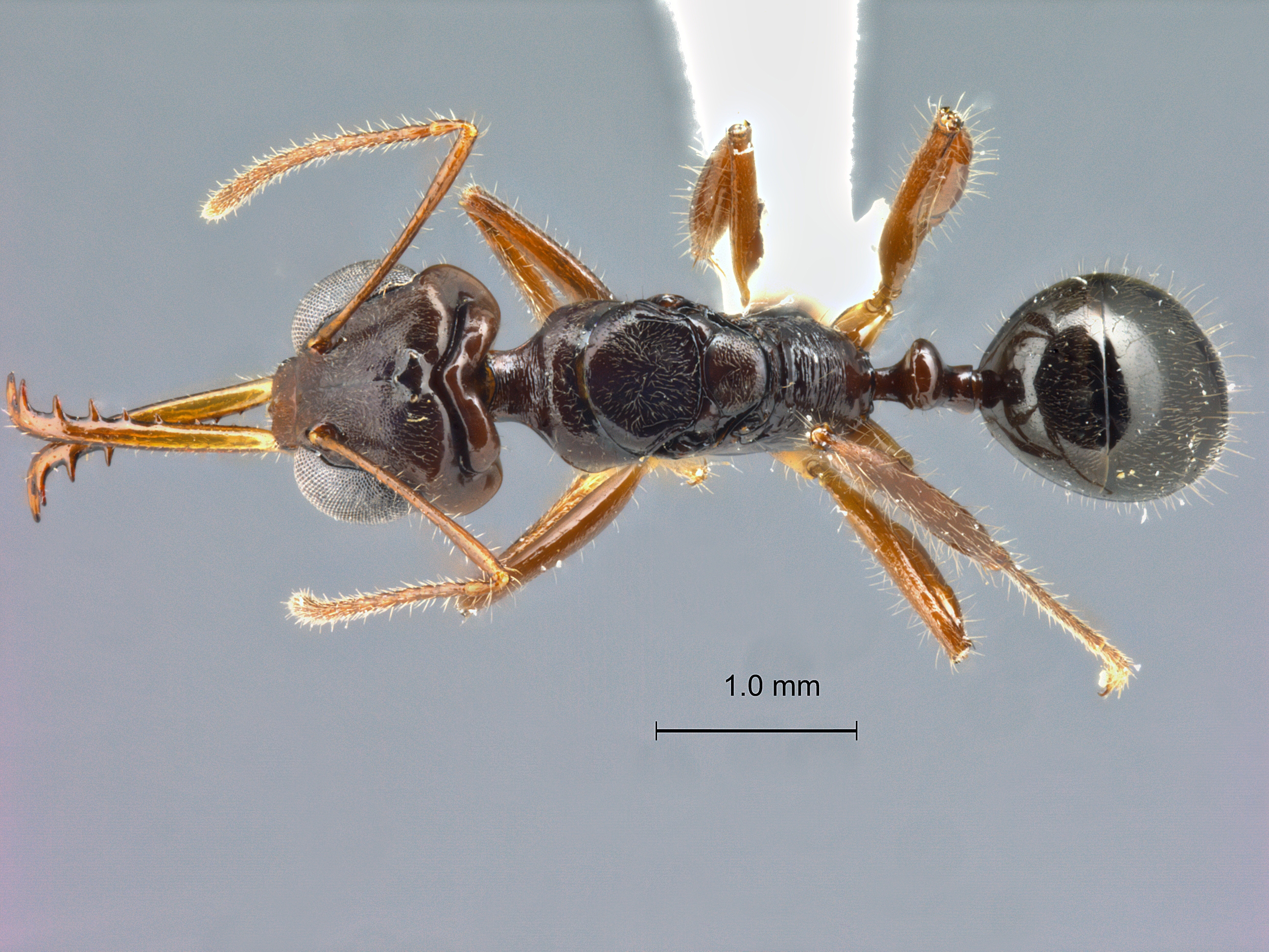 Myrmoteras tomimasai dorsal