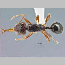 Myrmoteras tomimasai Bui, 2013 dorsal