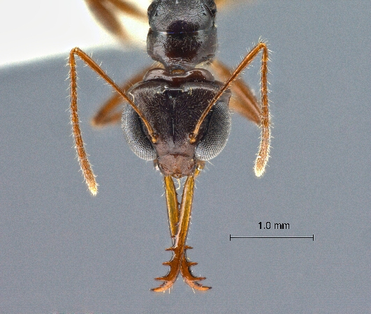 Myrmoteras tomimasai frontal