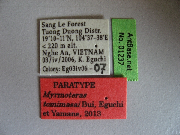 Myrmoteras tomimasai label