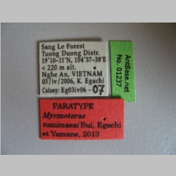 Myrmoteras tomimasai Bui, 2013 label