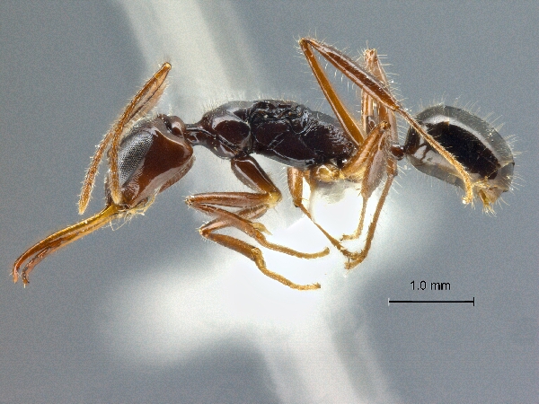 Myrmoteras tomimasai lateral