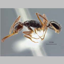 Myrmoteras tomimasai Bui, 2013 lateral