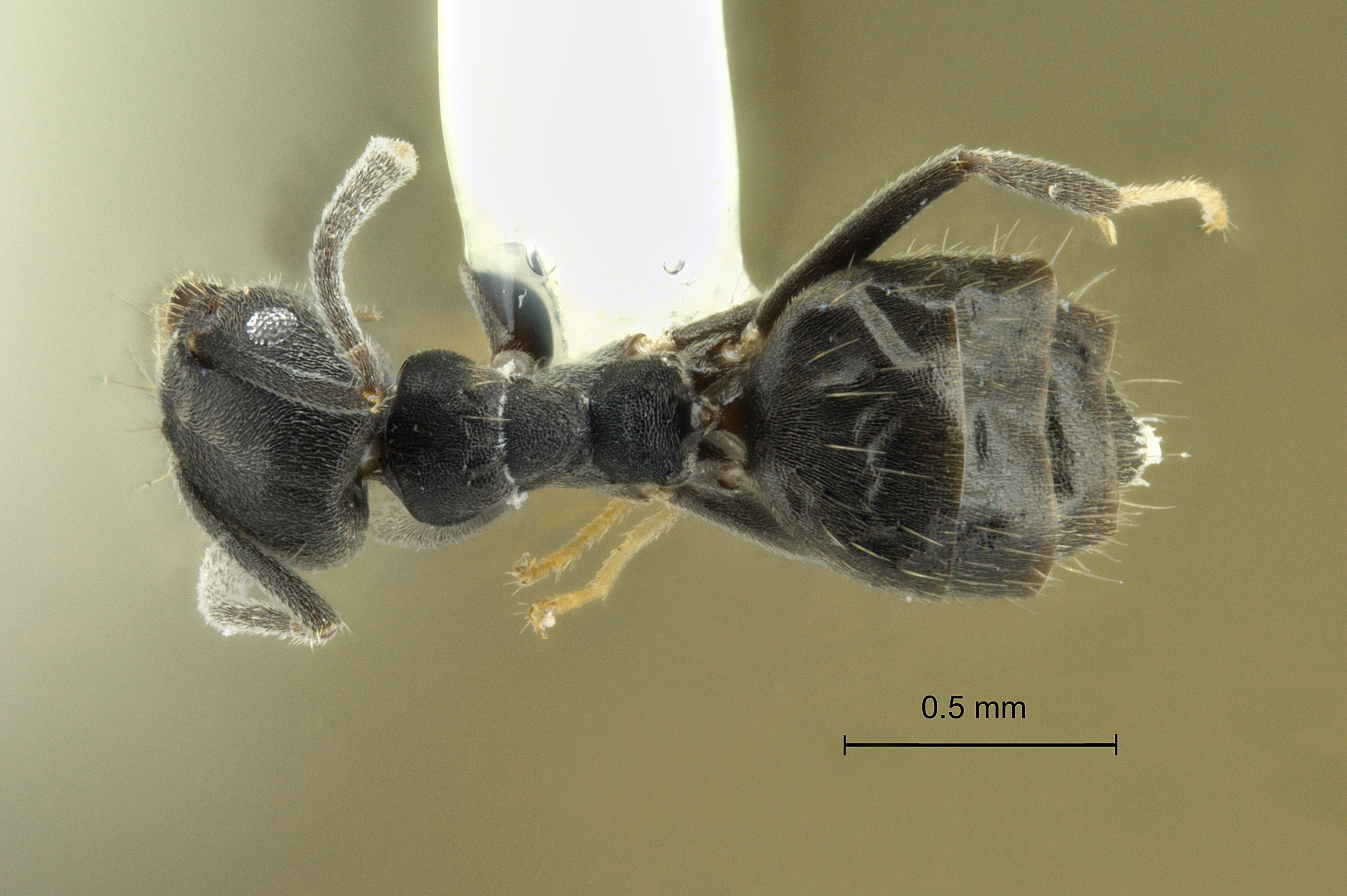 Technomyrmex albipes dorsal