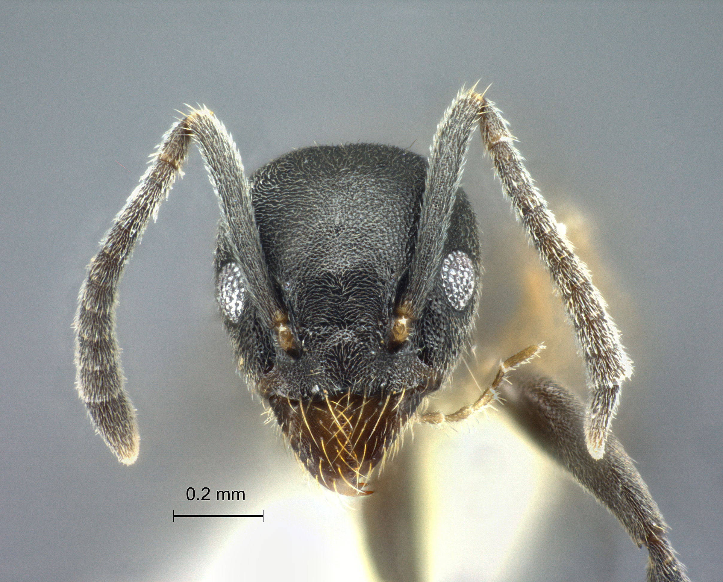 Technomyrmex albipes frontal