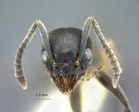 Technomyrmex albipes frontal