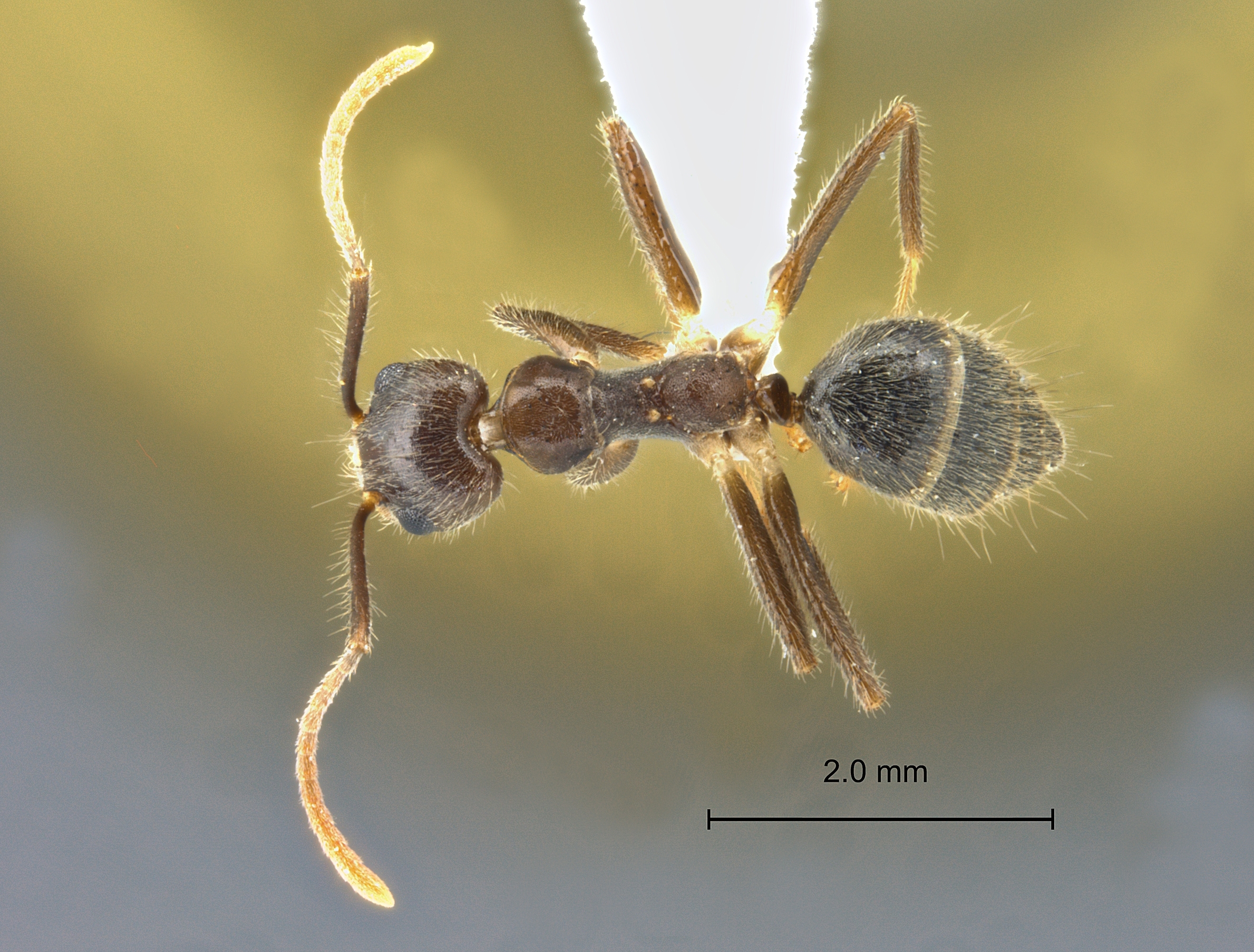 Technomyrmex grandis dorsal