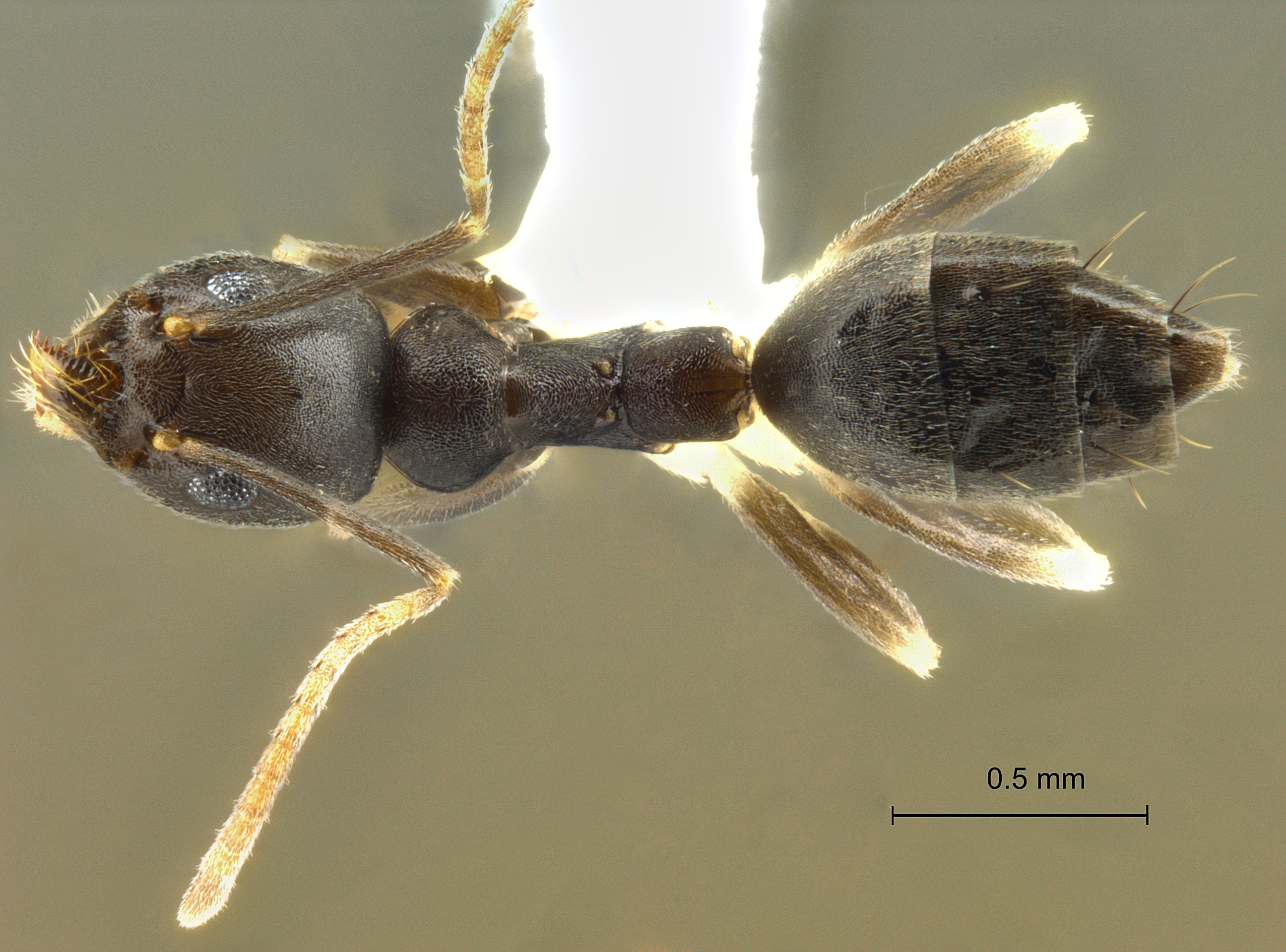 Technomyrmex kraepelini dorsal