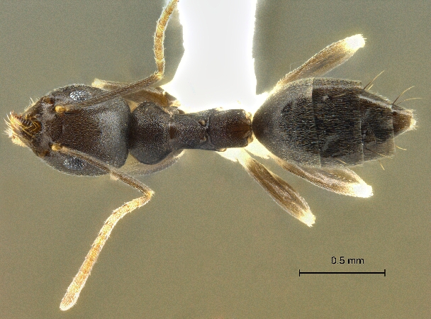 Technomyrmex kraepelini dorsal