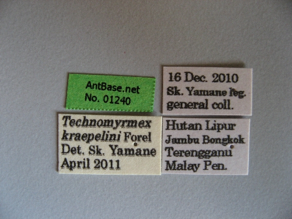 Technomyrmex kraepelini label