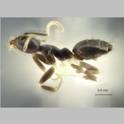 Technomyrmex kraepelini Forel, 1905 lateral