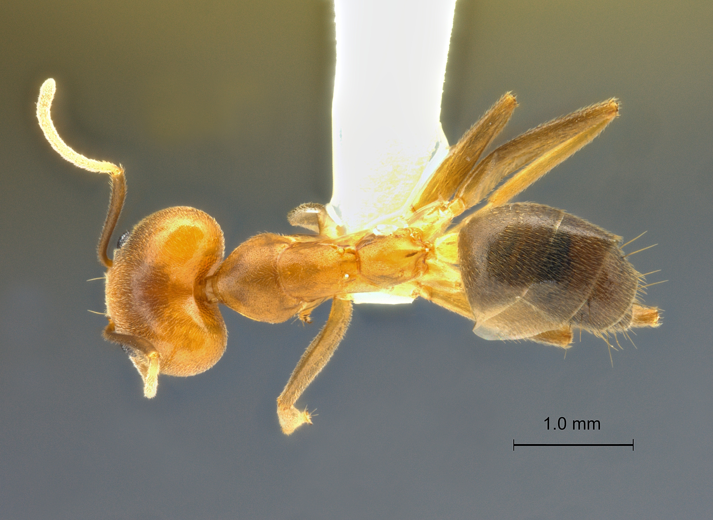 Technomyrmex lisae dorsal