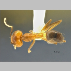 Technomyrmex lisae Forel, 1913 dorsal