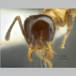 Technomyrmex mandibularis Bolton, 2001 frontal