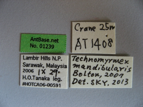 Technomyrmex mandibularis label