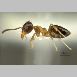 Technomyrmex mandibularis Bolton, 2001 lateral