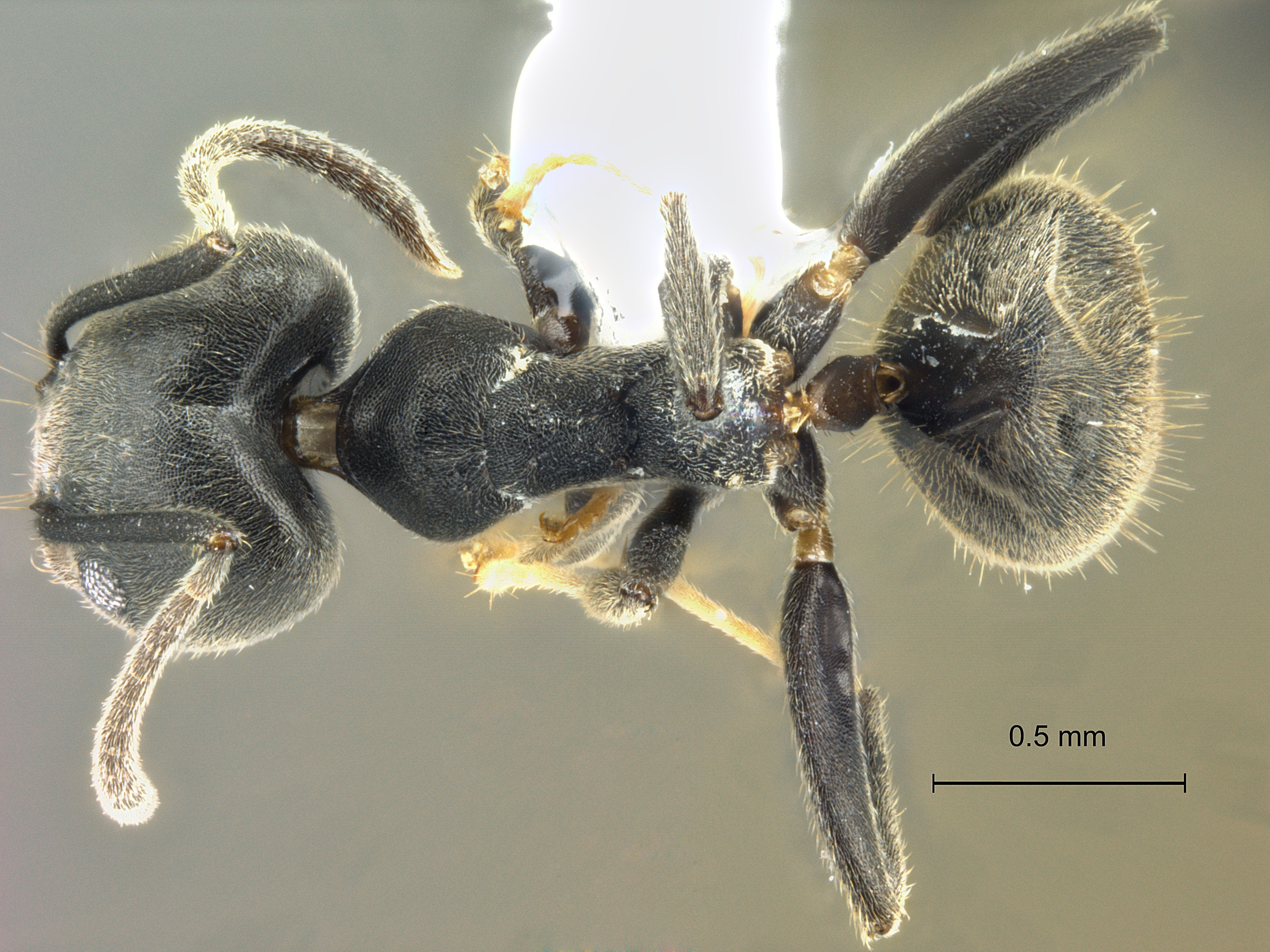 Technomyrmex modiglianii dorsal