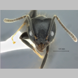 Technomyrmex modiglianii Emery, 1900 frontal