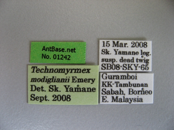 Technomyrmex modiglianii label