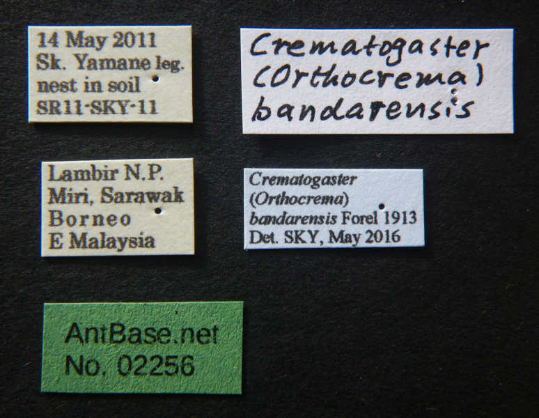 Crematogaster bandarensis