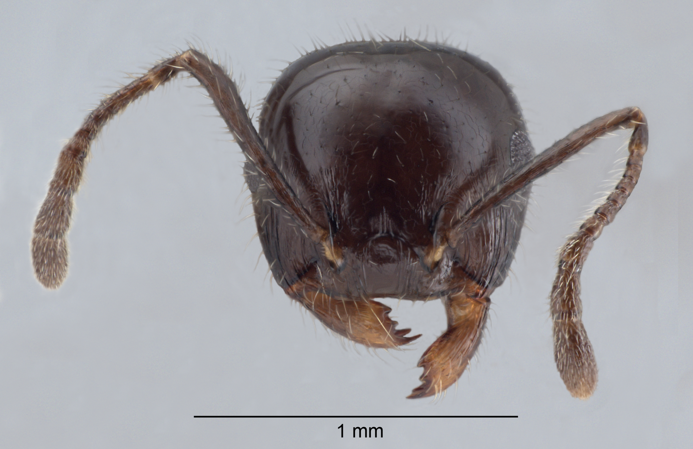 Crematogaster ferrarii frontal