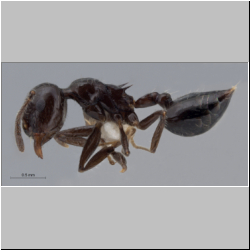  Crematogaster ferrarii Emery, 1888